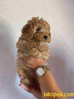 Safkan Toy Poodle Yavrularımız Dişi/erkek 1