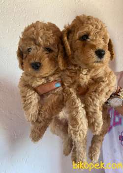 Safkan Toy Poodle Yavrularımız Dişi/erkek 2