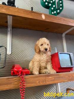 Safkan Toy Poodle Yavrularımız Dişi/erkek 3