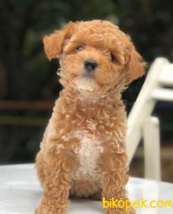 SAFKAN TOY POODLE YAVRUMUZ 2