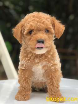 SAFKAN TOY POODLE YAVRUMUZ 1