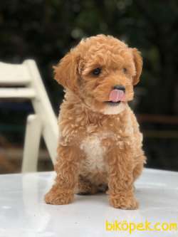 SAFKAN TOY POODLE YAVRUMUZ 3