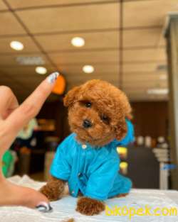 Safkan Toy Poodle Yavrumuz 1