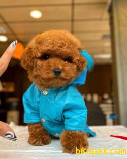 Safkan Toy Poodle Yavrumuz 2