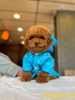 Safkan Toy Poodle Yavrumuz 3