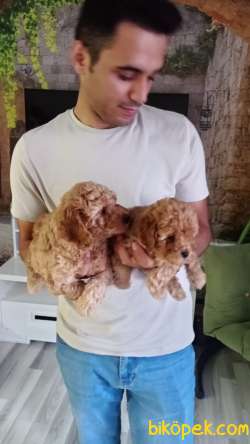 Safkan Toy Poodle Yavrusu 65 Günlük 2