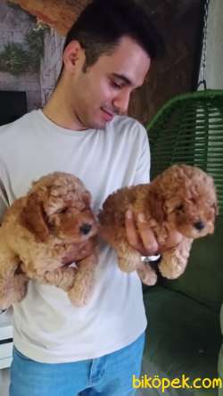 Safkan Toy Poodle Yavrusu 65 Günlük 1