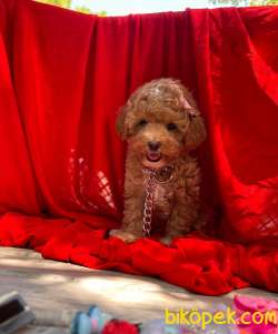 Safkan Toypoodle Bebeklerimiz 2