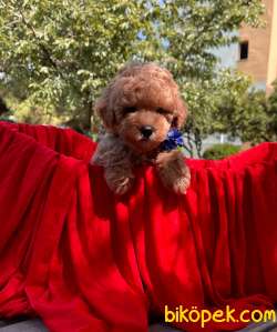 Safkan Toypoodle Bebeklerimiz 4