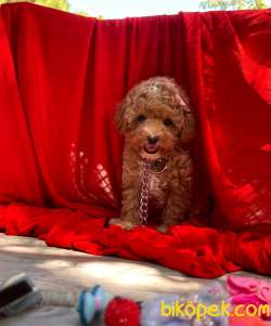 Safkan Toypoodle Bebeklerimiz 3