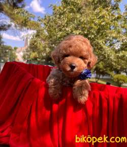 Safkan Toypoodle Bebeklerimiz 1