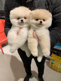 Safkan Traşlı Pomeranian Boo Yavrularimiz