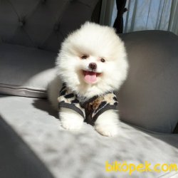 Safkan Ve Sağlıklı Pomeranian Boo Yavrularımız 3