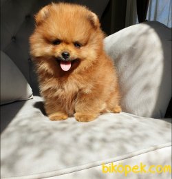 Safkan Ve Sağlıklı Pomeranian Boo Yavrularımız 5