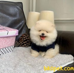 SAFKAN VE SAĞLIKLI POMERANİANBOO YAVRULARIMIZ 3