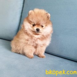 SAFKAN VE SAĞLIKLI POMERANİANBOO YAVRULARIMIZ 4
