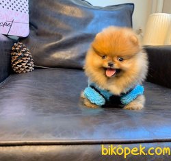 SAFKAN VE SAĞLIKLI POMERANİANBOO YAVRULARIMIZ 1