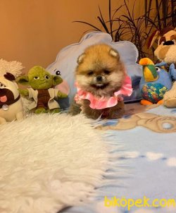 SAFKAN VE SAĞLIKLI POMERANİANBOO YAVRULARIMIZ 4