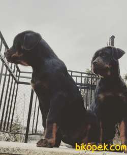 Safkan Yavru Rottweiler 2