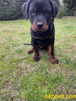 Safkan Yavru Rottweiler 4