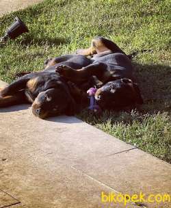 Safkan Yavru Rottweiler 3
