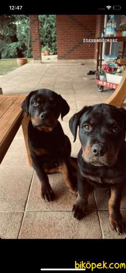 Safkan Yavru Rottweiler 1