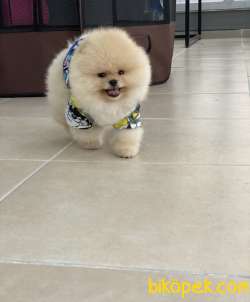 Safkan Yavru Ve Yetişkin Boo 2