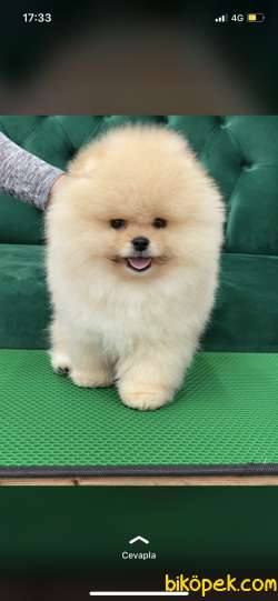Safkan Yavru Ve Yetişkin Boo 3