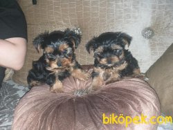 Safkan Yavru Yorkshire Terrier 1