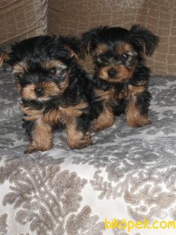 Safkan Yavru Yorkshire Terrier 5