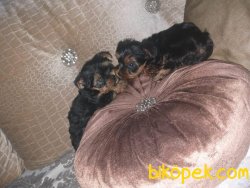 Safkan Yavru Yorkshire Terrier 3