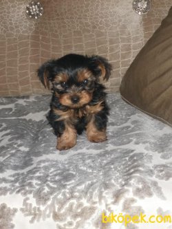 Safkan Yavru Yorkshire Terrier 2