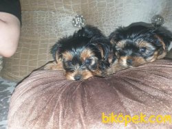 Safkan Yavru Yorkshire Terrier 4