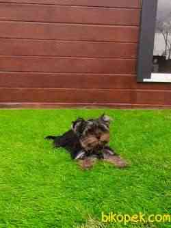 SAFKAN YORKSHIRE TERRIER YAVRULARIMIZ 5