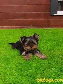 SAFKAN YORKSHIRE TERRIER YAVRULARIMIZ 4