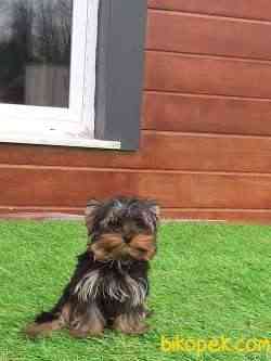 SAFKAN YORKSHIRE TERRIER YAVRULARIMIZ 1