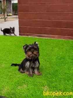 SAFKAN YORKSHIRE TERRIER YAVRULARIMIZ 3