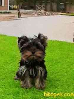 SAFKAN YORKSHIRE TERRIER YAVRULARIMIZ 2