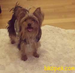 Safkan Yorkshire Terrier  Yavruları 5