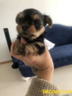 Safkan Yorkshire Terrier  Yavruları 3
