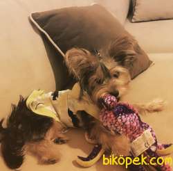 Safkan Yorkshire Terrier  Yavruları 4