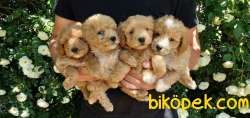 Sağlıklı 3 Aylık Maltipoo Yavrular 2