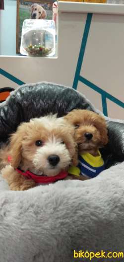 Sağlıklı 3 Aylık Maltipoo Yavrular 3