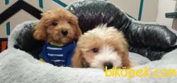 Sağlıklı 3 Aylık Maltipoo Yavrular 1