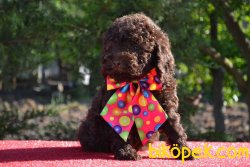 SAĞLIK GARANTİLİ CHOCOLATE POODLE 1