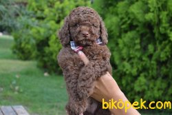 SAĞLIK GARANTİLİ CHOCOLATE POODLE YAVRULARIMIZ 3