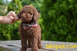 SAĞLIK GARANTİLİ CHOCOLATE POODLE YAVRULARIMIZ 1