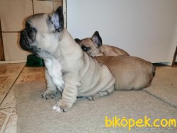 SAĞLIK GARANTİLİ FRANSIZ BULLDOG BEBEKLER 2
