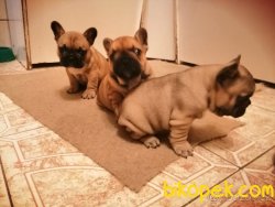 SAĞLIK GARANTİLİ FRANSIZ BULLDOG BEBEKLER 3