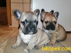 SAĞLIK GARANTİLİ FRANSIZ BULLDOG BEBEKLER 1
